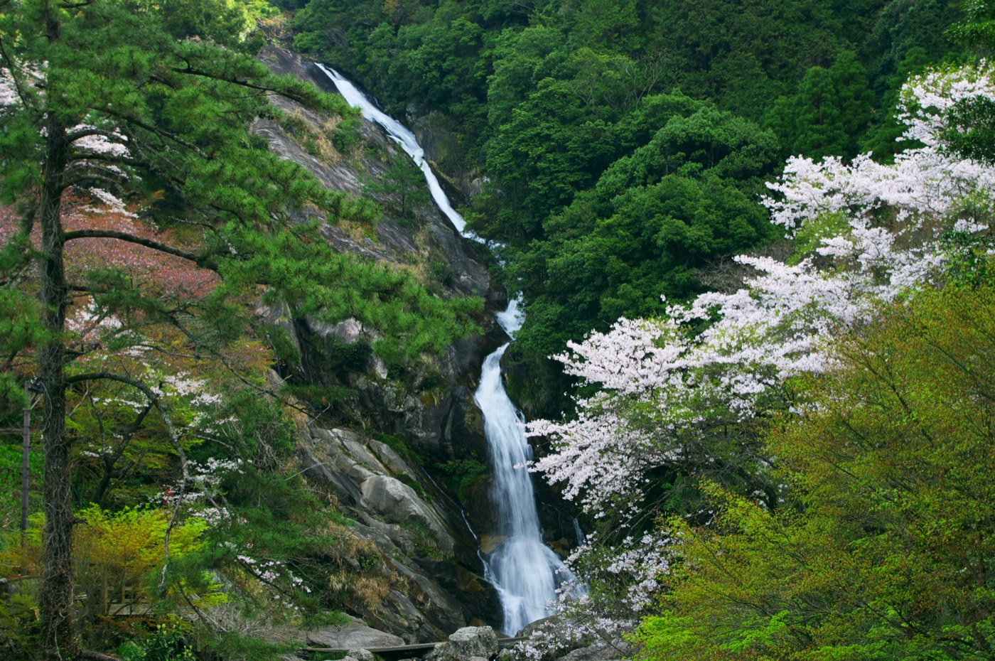 春の見帰りの滝